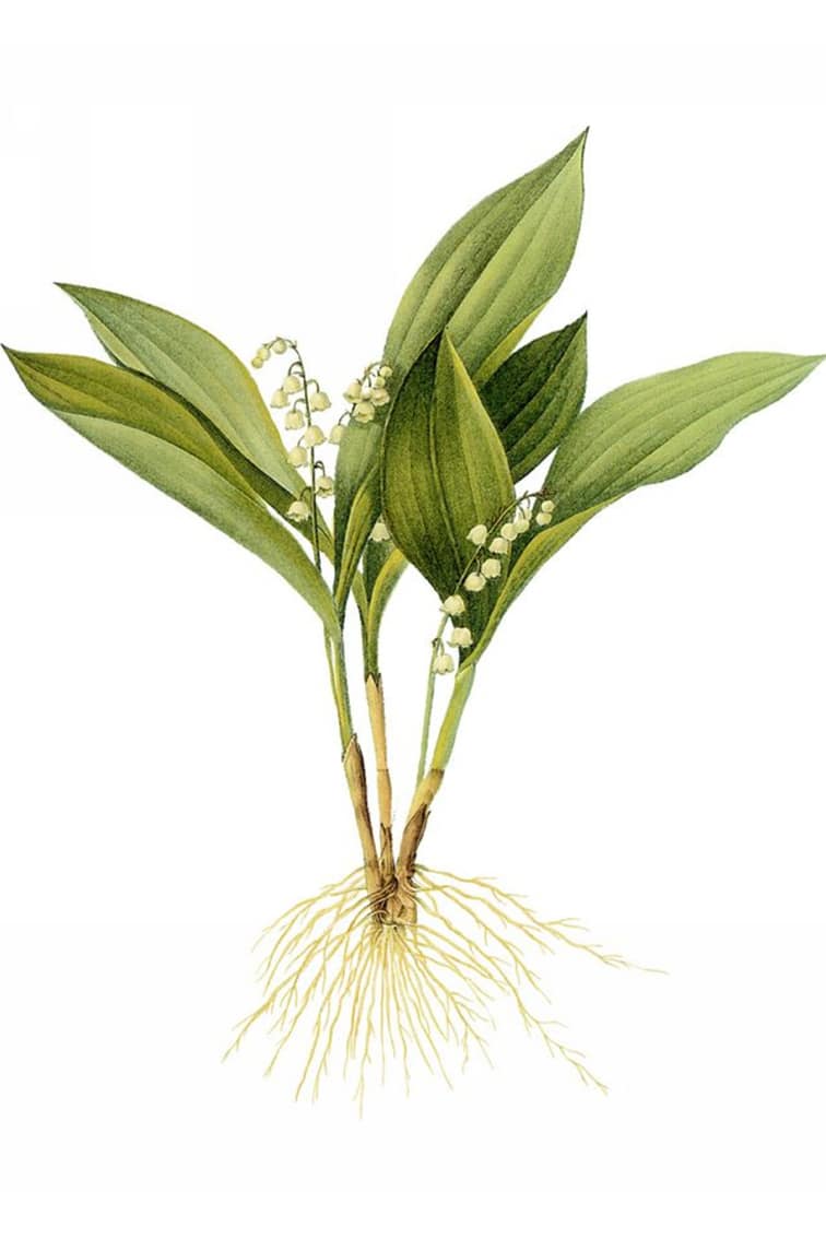 

Lily of The Valley – Paint By Numbers - 40*50CM, 501 Original