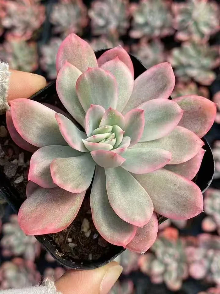 plant Aeonium Echeveria Haworthia  Caudex  Lithops Cactus  Agave 