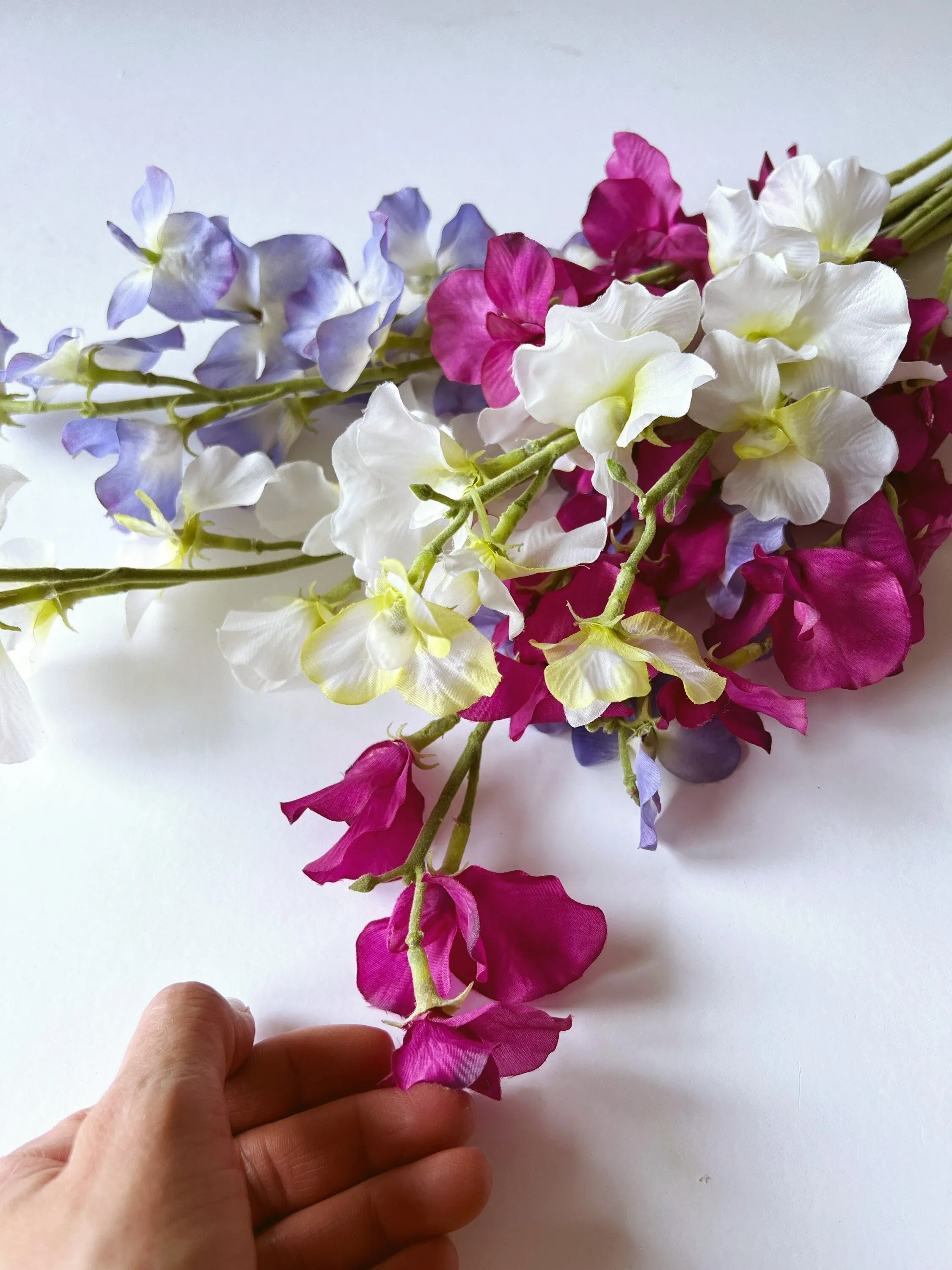 💐Multi Color Sweet Pea Flower Seeds