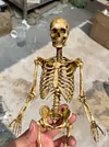 1/6 scale (approximately 12 inches) movable human skeleton model