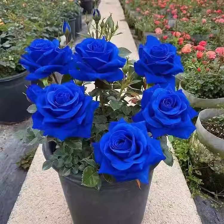 Last Day Promotion 60% OFF💙Blue Enchantress Mix Rose Seeds (98% Germination)⚡Buy 2 Get Free Shipping