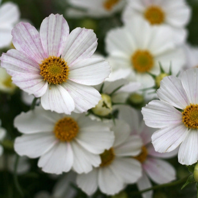 Cosmos Versailles Flush Flower | X 50 Seeds