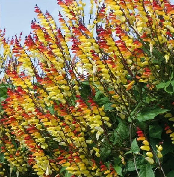 Firecracker Vine Ipomoea Lobata Seeds