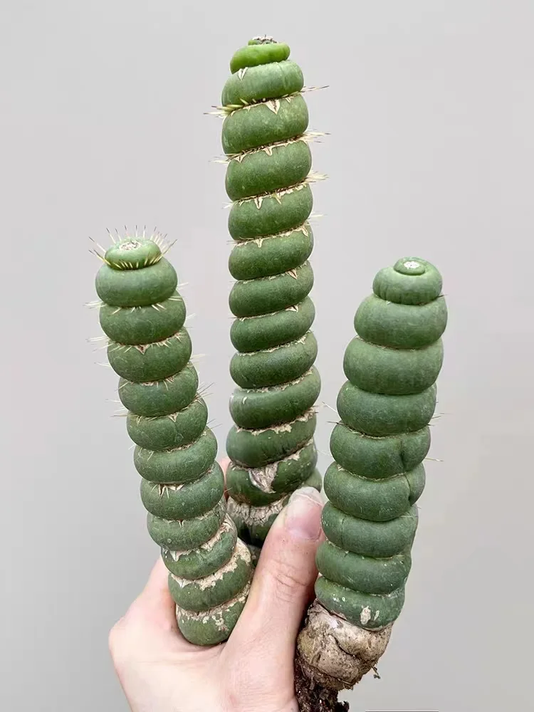 plant Aeonium Echeveria Haworthia  Caudex  Lithops Cactus  Agave 