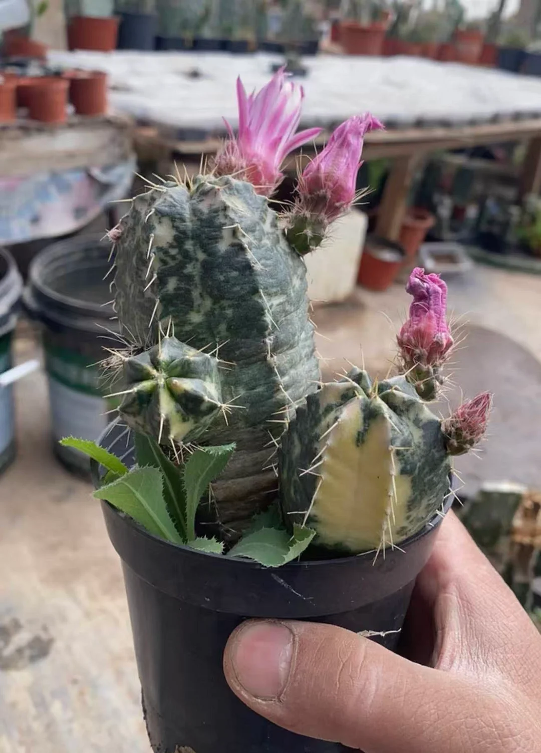 plant Aeonium Echeveria Haworthia  Caudex  Lithops Cactus  Agave 