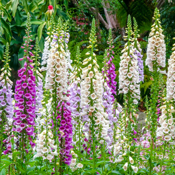 Digitalis purpurea seeds Jonyparkseed®