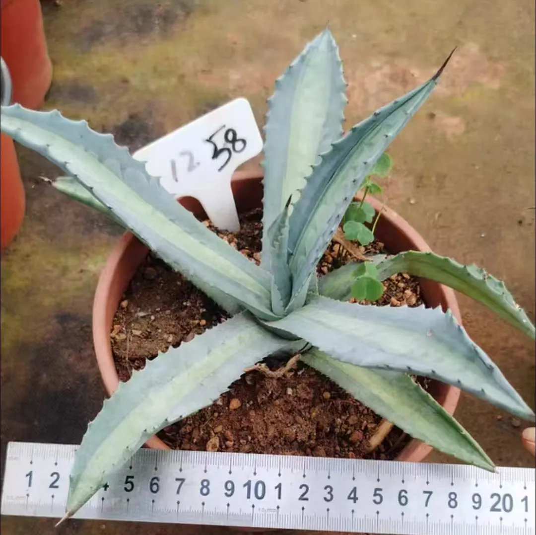 plant Aeonium Echeveria Haworthia  Caudex  Lithops Cactus  Agave 