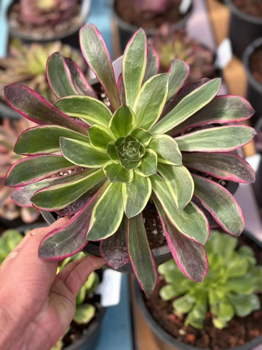 plant Aeonium Echeveria Haworthia  Caudex  Lithops Cactus  Agave 