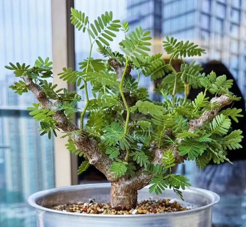 plant Aeonium Echeveria Haworthia  Caudex  Lithops Cactus  Agave 