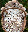 Italian Artist Handmade Doll Owl--Limited Customized Version