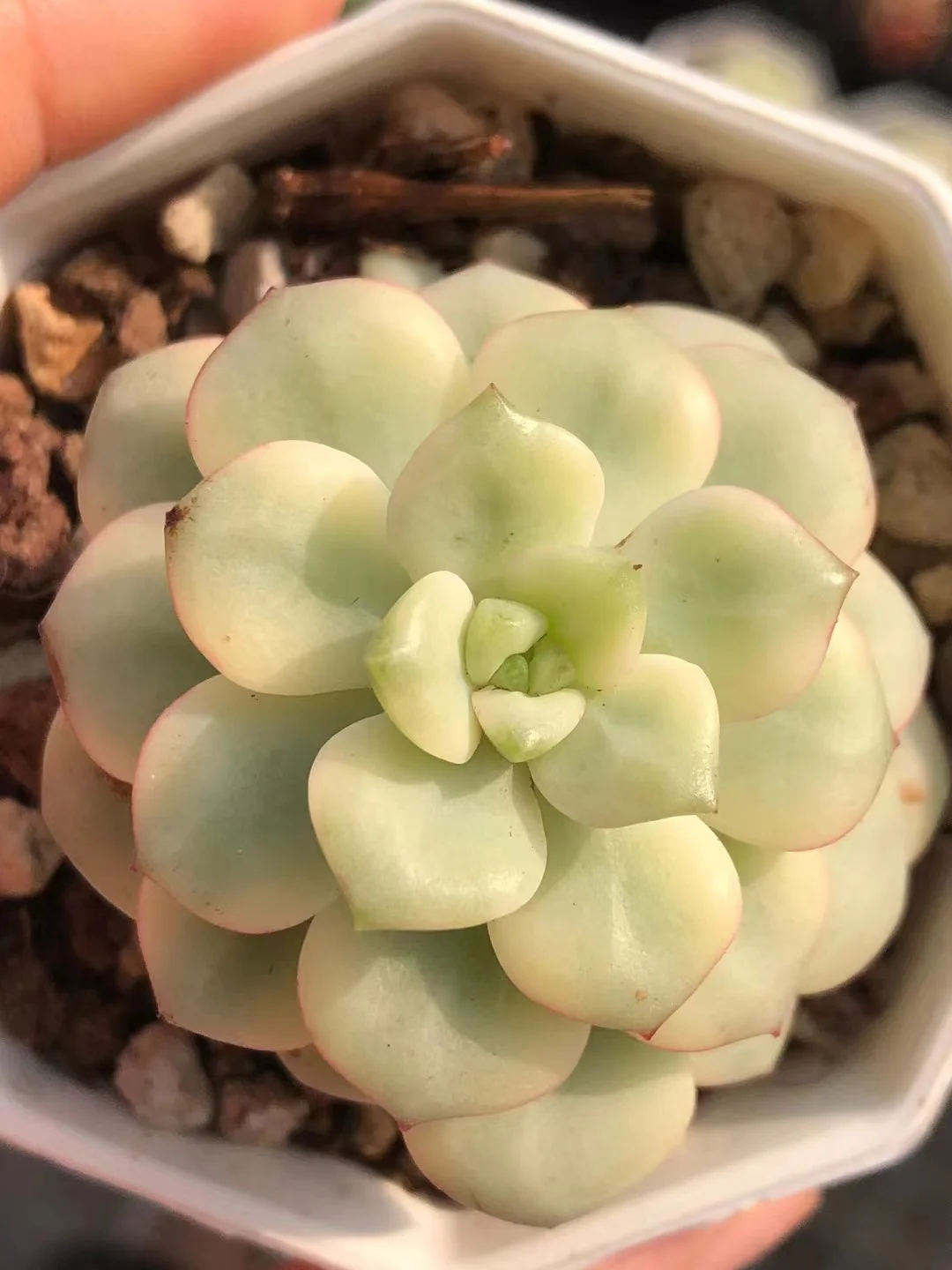 plant Aeonium Echeveria Haworthia  Caudex  Lithops Cactus  Agave 