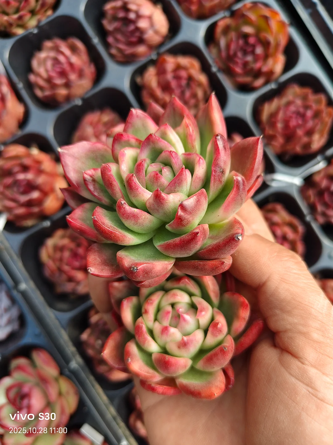 plant Aeonium Echeveria Haworthia  Caudex  Lithops Cactus  Agave 