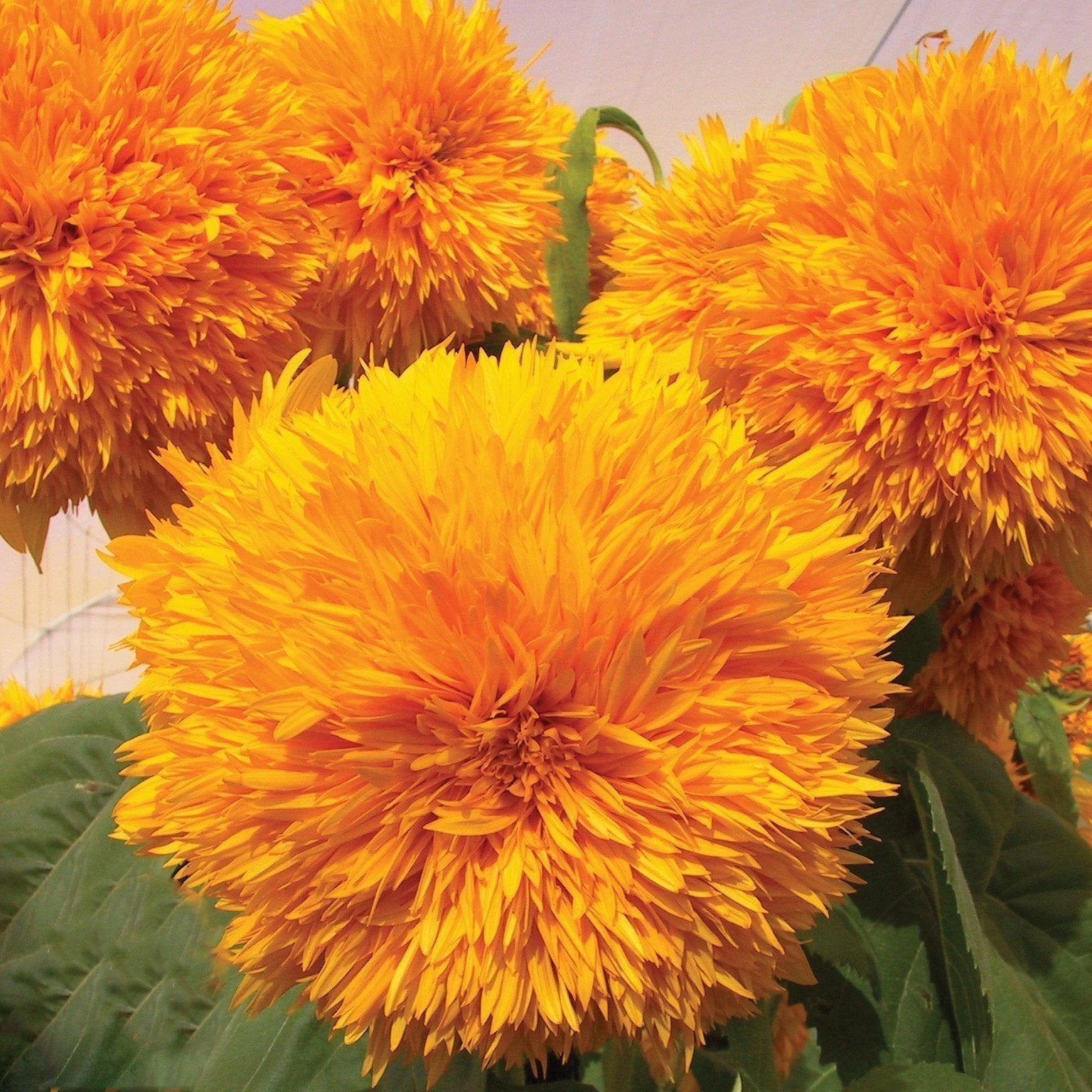 Sunflower Goldy Double F1 Organic Jonyparkseed®
