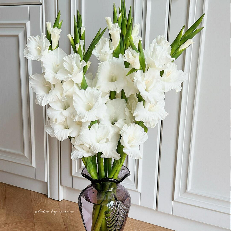 Gladiolus Flower Bulbs