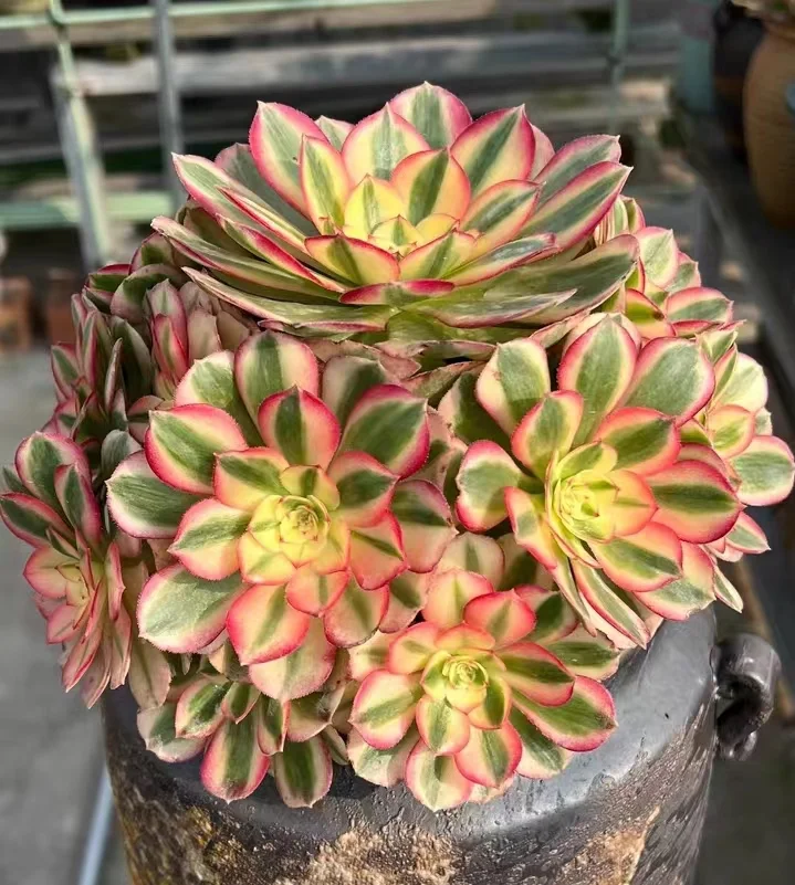 plant Aeonium Echeveria Haworthia  Caudex  Lithops Cactus  Agave 