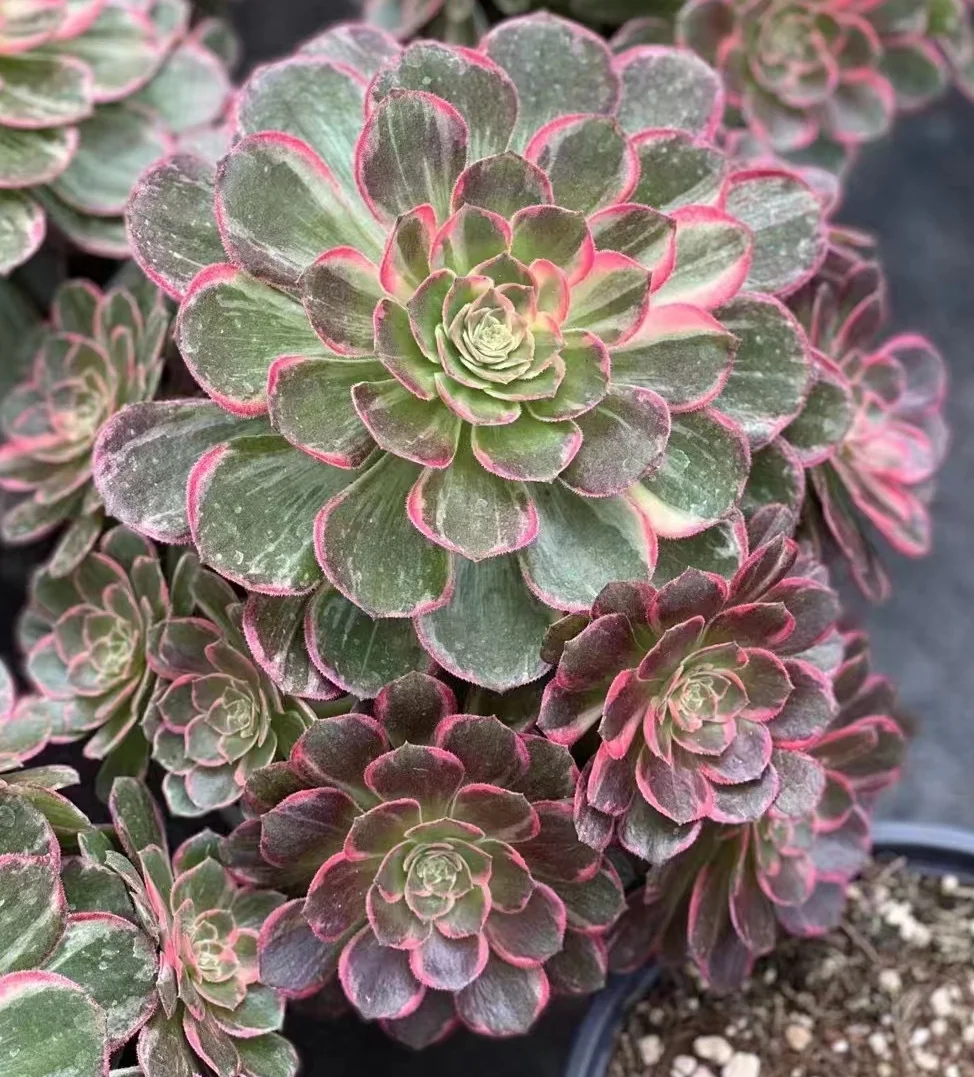 plant Aeonium Echeveria Haworthia  Caudex  Lithops Cactus  Agave 