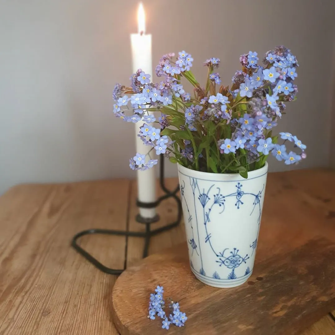 Alpine Forget Me Not Mixed Seeds - Myosotis alpestris - Biennial Flower Seeds - Organic Seeds