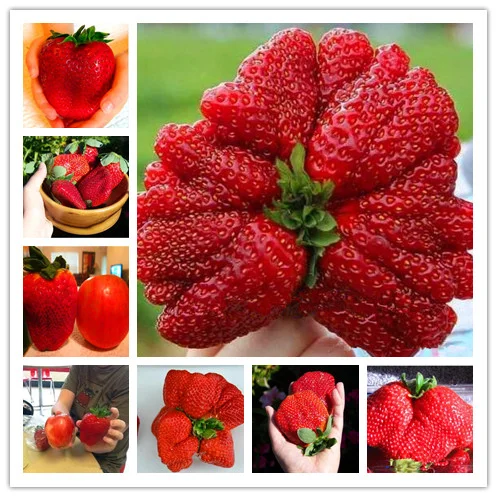 🍓Super Giant Strawberry Seeds