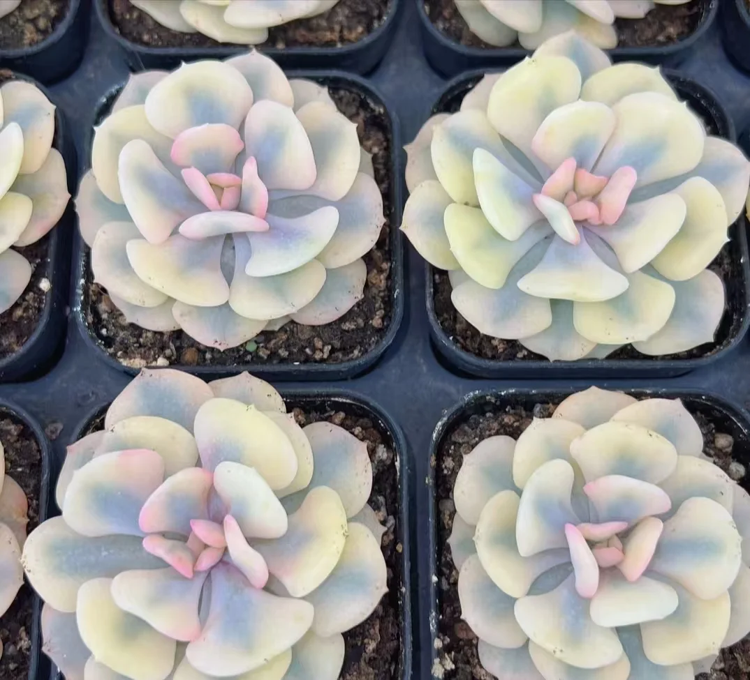 plant Aeonium Echeveria Haworthia  Caudex  Lithops Cactus  Agave 