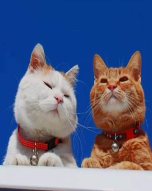 

Cute Cats – Paint By Numbers - 40*50CM, 501 Original