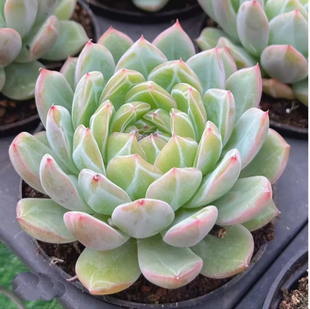 plant Aeonium Echeveria Haworthia  Caudex  Lithops Cactus  Agave 