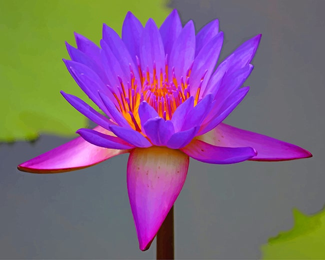 

Beautiful Purple Lotus – Paint By Numbers - 40*50CM, 501 Original