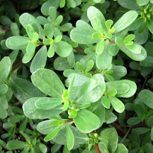 Purslane Seeds - Green Jonyparkseed®