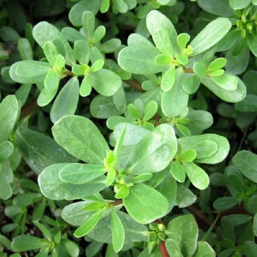 Purslane Seeds - Green