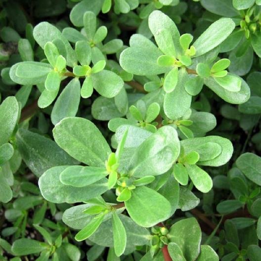 Purslane Seeds - Green