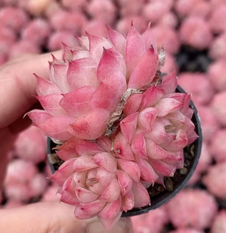 plant Aeonium Echeveria Haworthia  Caudex  Lithops Cactus  Agave 