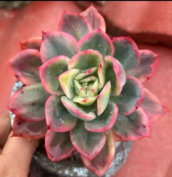561. Luella var. single head 4-5cm / Echeveria /Succulent plants / Garden landscape / Carefully select healthy plants