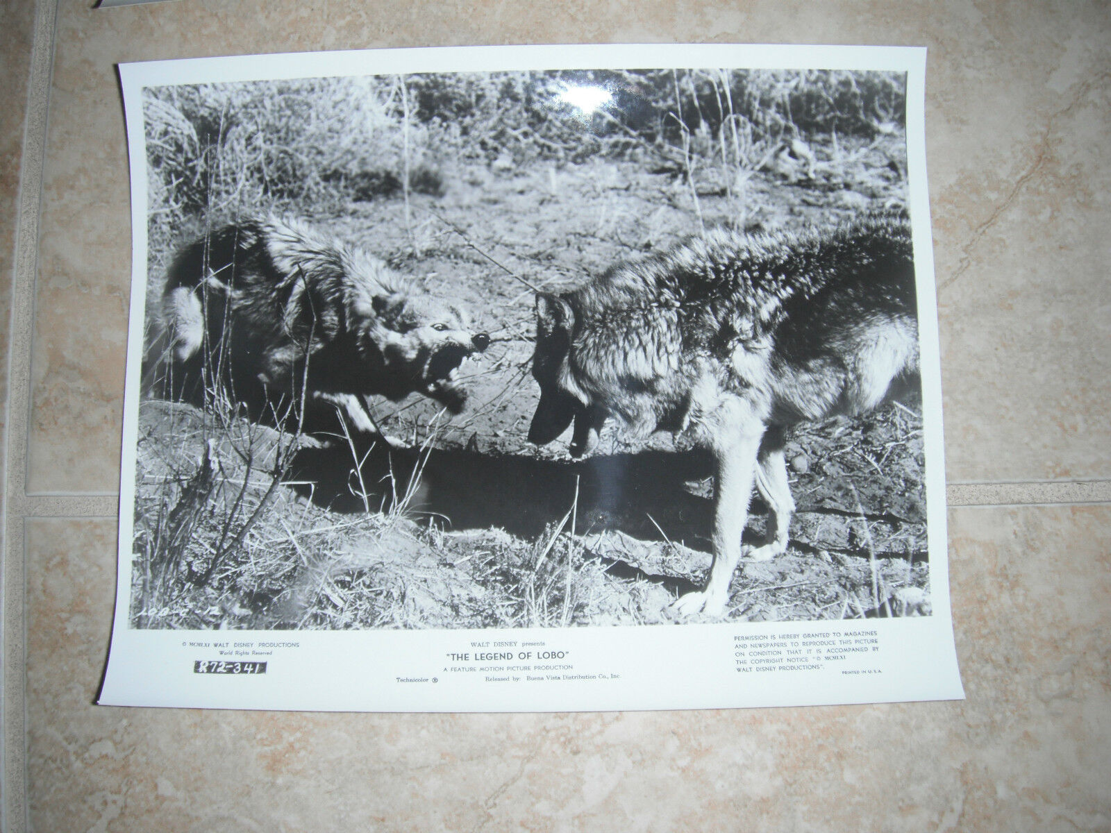 The Legend of Lobo Disney Wolf B&W 8x10 Promo Photo Poster painting Original Lobby 1962 #3