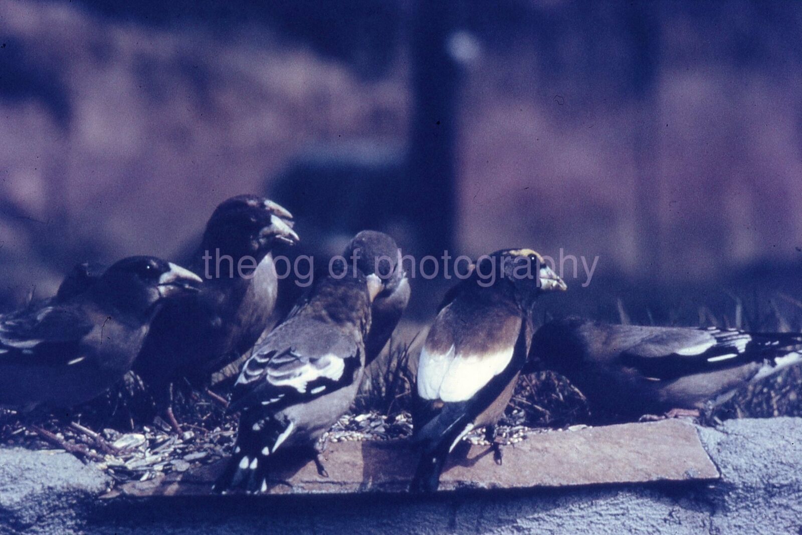 EVENING GROSBEAK 35mm FOUND BIRD SLIDE Vintage COLOR Photo Poster painting 111 T 20 C