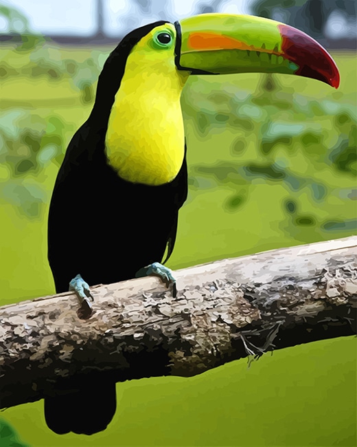 

Loro Tucan – Paint By Numbers - 40*50CM, 501 Original