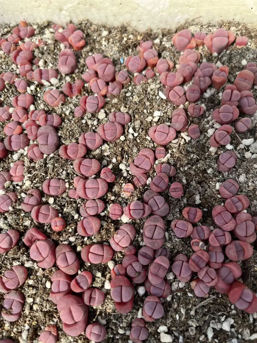 plant Aeonium Echeveria Haworthia  Caudex  Lithops Cactus  Agave 