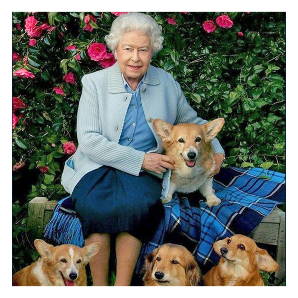 

Queen of England Dog - Round Drill Diamond Painting - 50*50CM, 501 Original