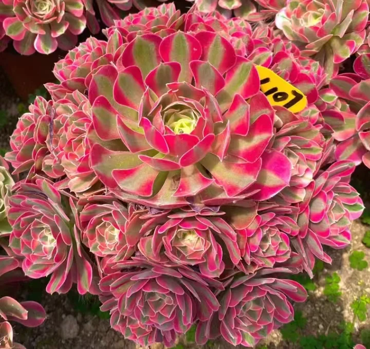 plant Aeonium Echeveria Haworthia  Caudex  Lithops Cactus  Agave 