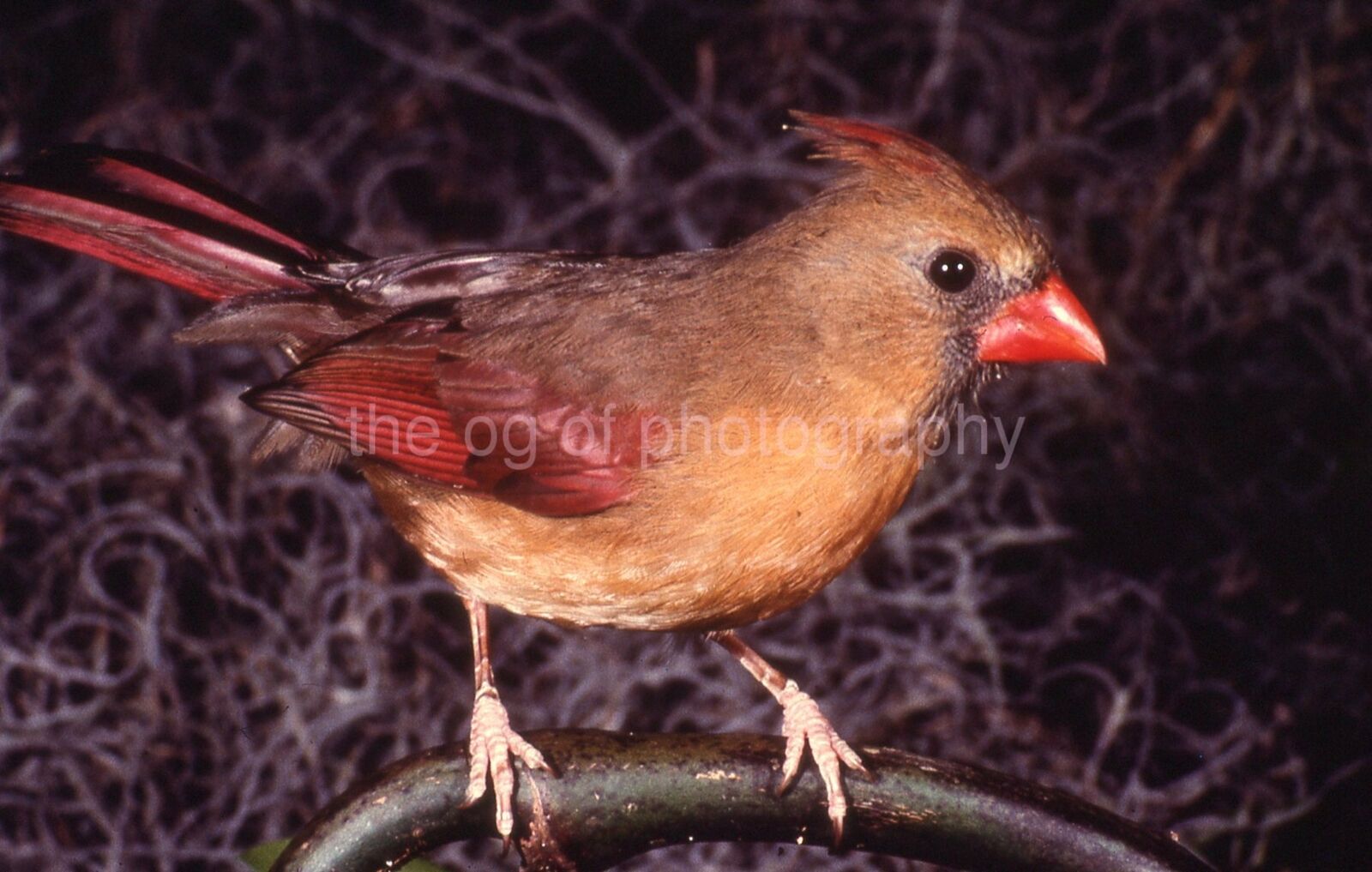 CARDINAL 35mm FOUND BIRD SLIDE Vintage COLOR Photo Poster painting 15 T 13 R