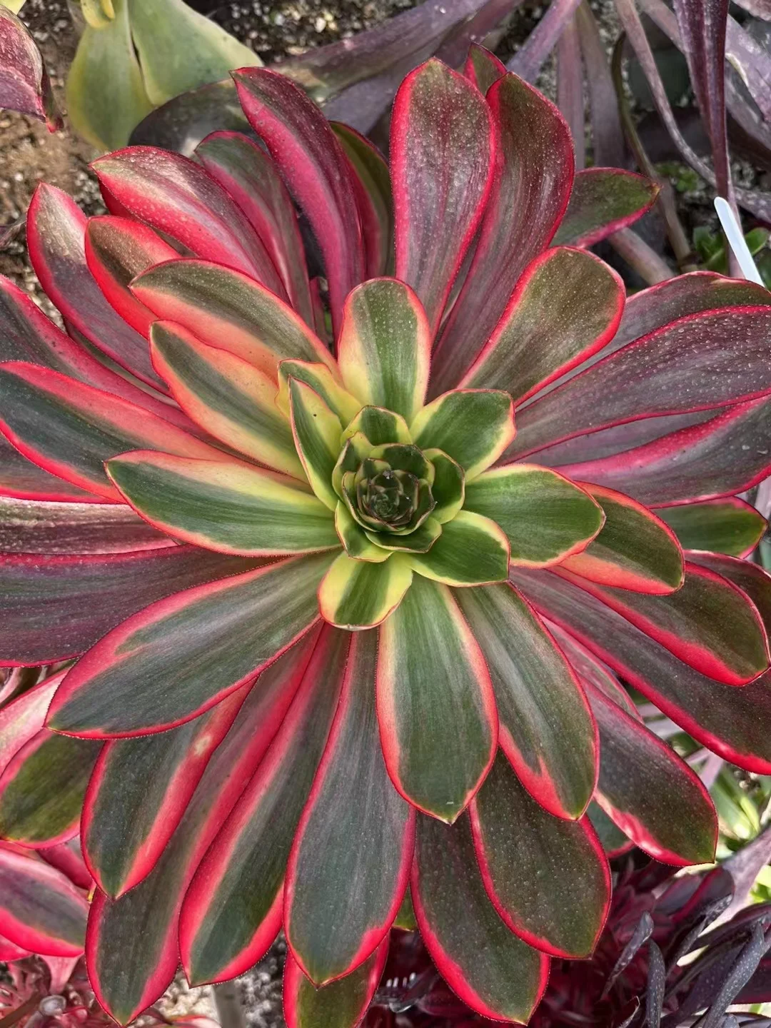 403.  Voodoo white brocade variation,Red witch single head and cutting  /Aeonium plants / Garden landscape / Carefully select healthy plants
