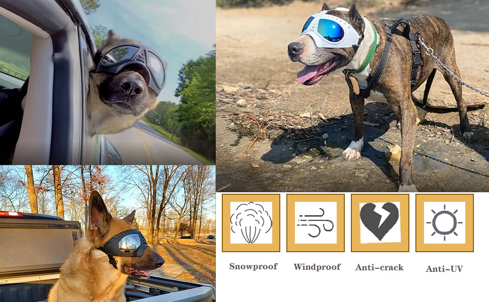 Small breed of dog sunglasses
