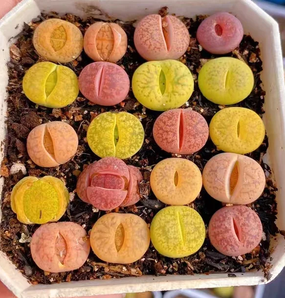 plant Aeonium Echeveria Haworthia  Caudex  Lithops Cactus  Agave 