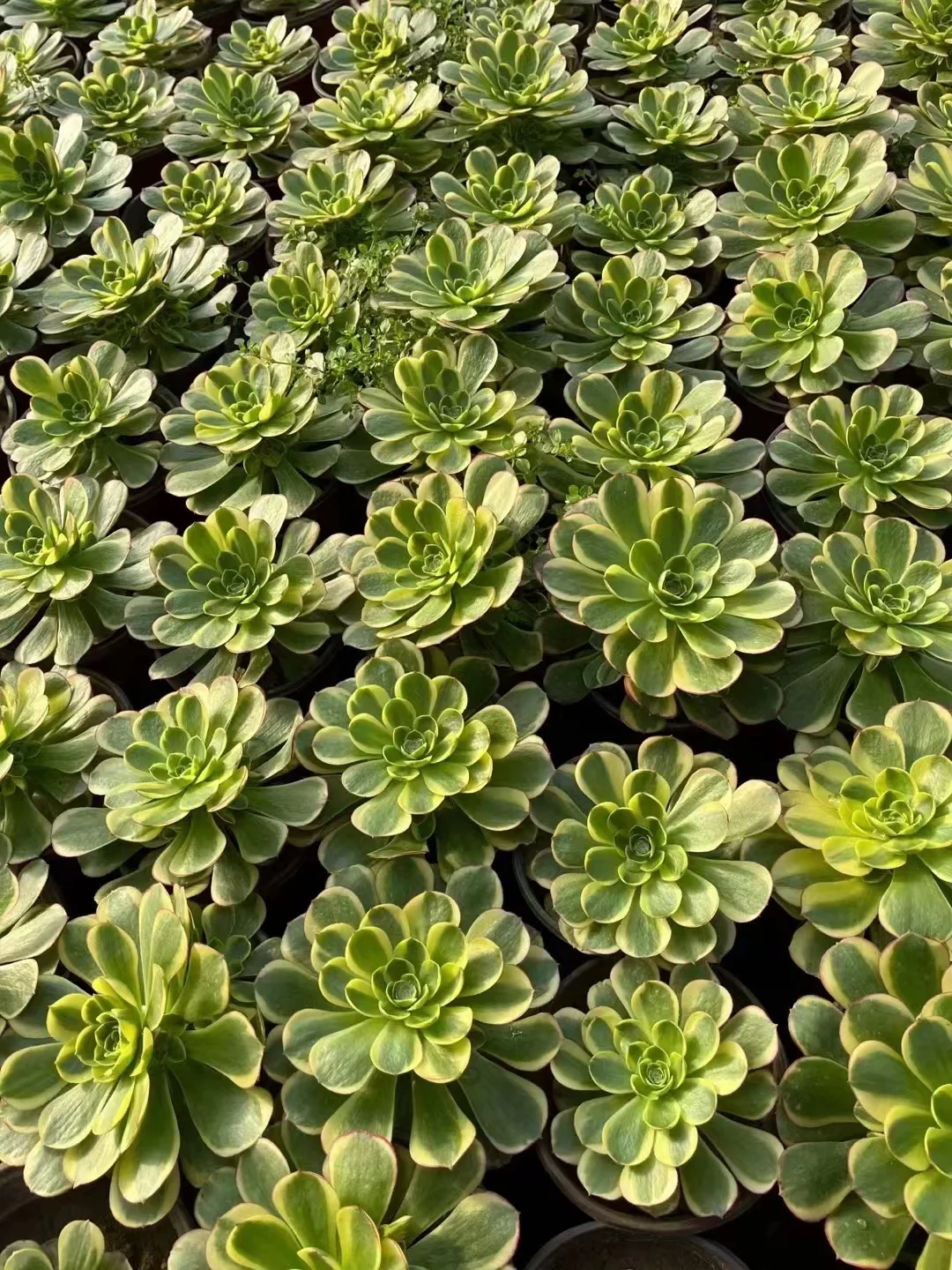 plant Aeonium Echeveria Haworthia  Caudex  Lithops Cactus  Agave 