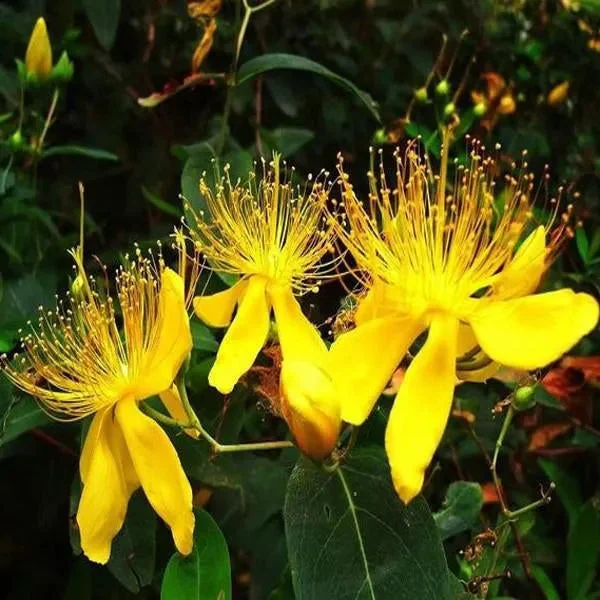 Gelbe Hypericum-Blumensamen