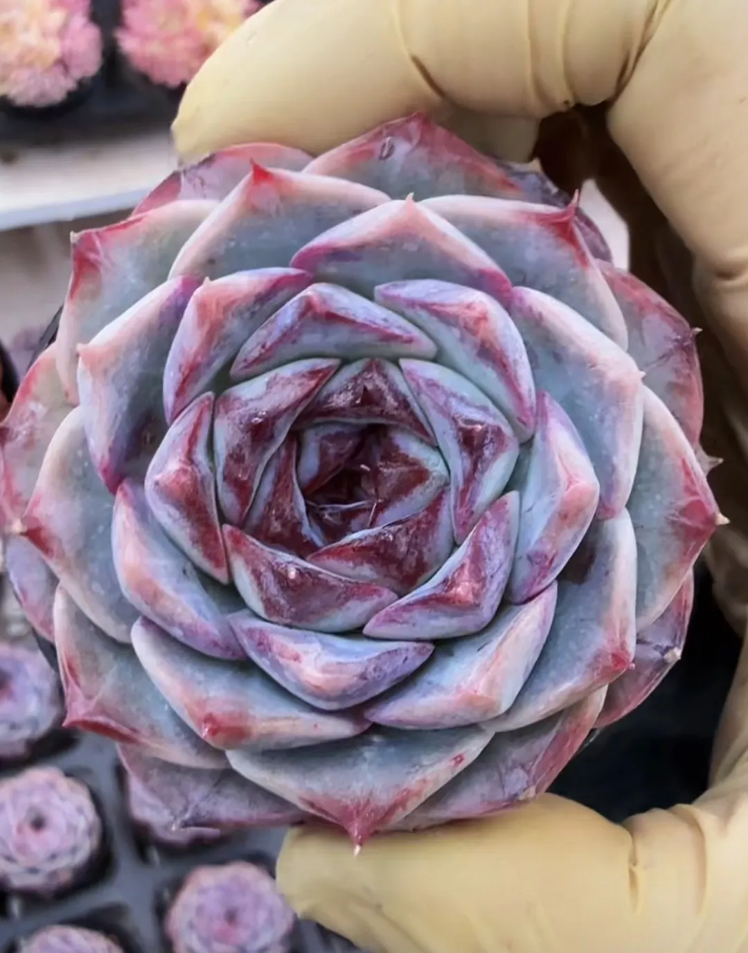 plant Aeonium Echeveria Haworthia  Caudex  Lithops Cactus  Agave 
