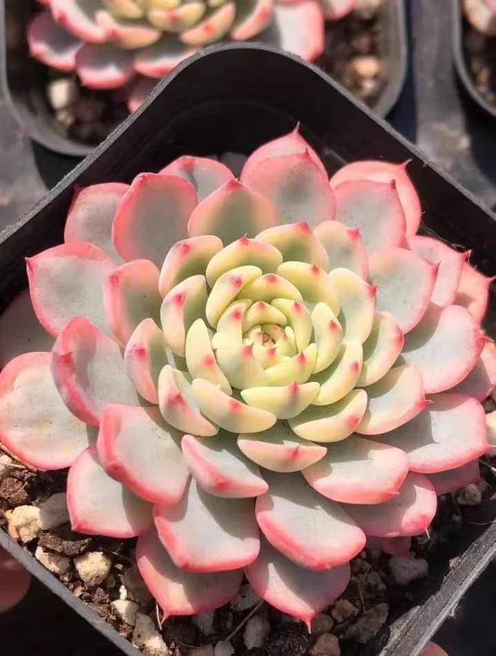 plant Aeonium Echeveria Haworthia  Caudex  Lithops Cactus  Agave 