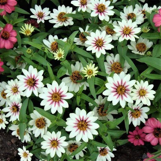 ZINNIA SEEDS - ZAHARA STARLIGHT ROSE