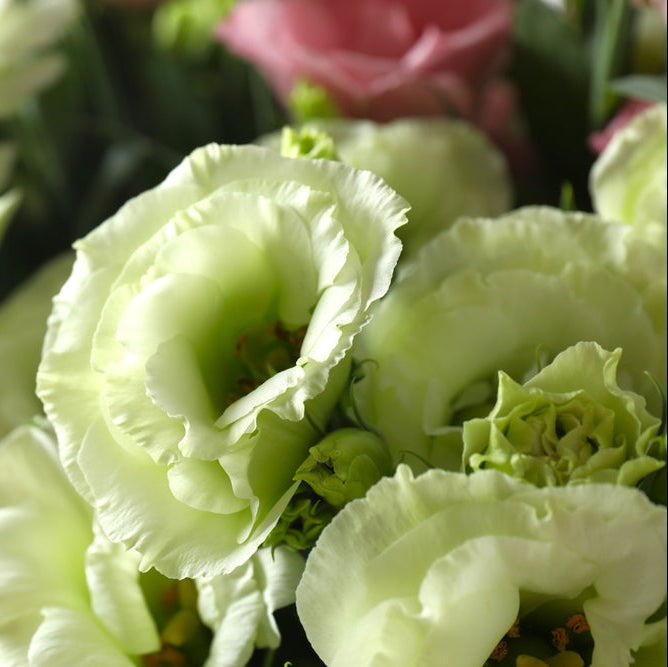 Lisianthus Elegance 3 Green Flower | X 20 Seeds (NOT TO WA)