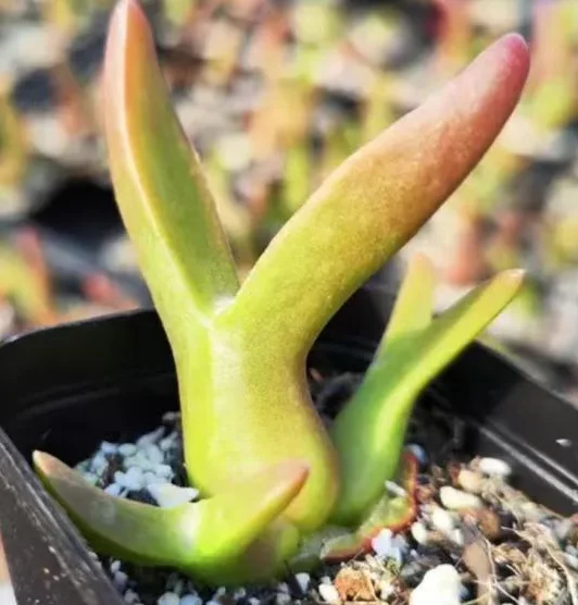 plant Aeonium Echeveria Haworthia  Caudex  Lithops Cactus  Agave 