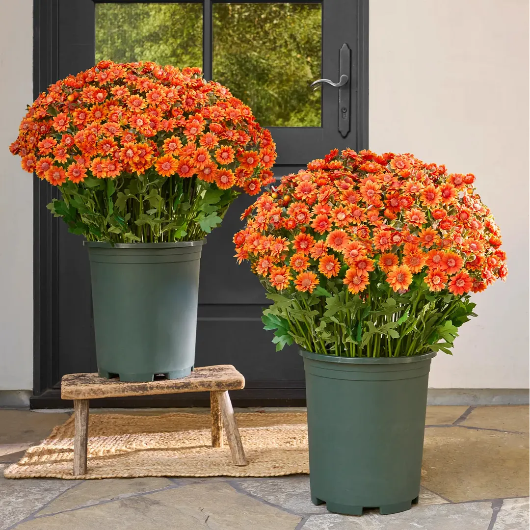 💥Last Day Each Only $2.59- Artificial Outdoor Sunset Mums Flowers - UV resistant. Waterproof. Windproof