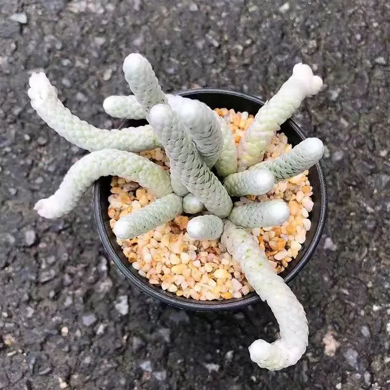 plant Aeonium Echeveria Haworthia  Caudex  Lithops Cactus  Agave 